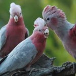 galahs